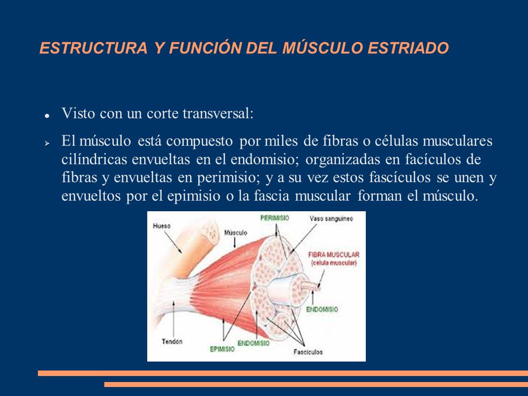 funcion del musculo esqueletico estriado
